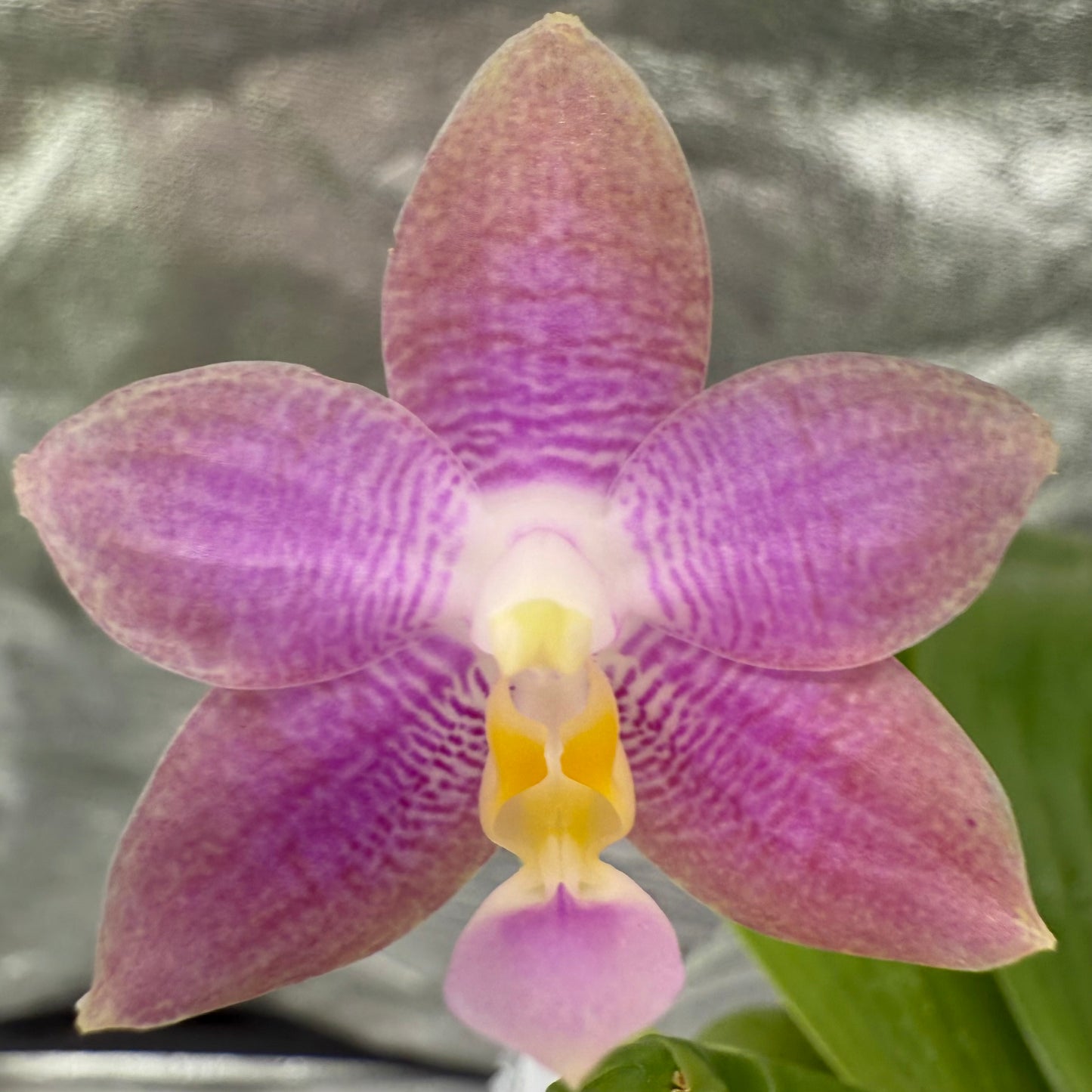 Phal. Mainshow Blue Tint x Phal. Mituo Purple Dragon