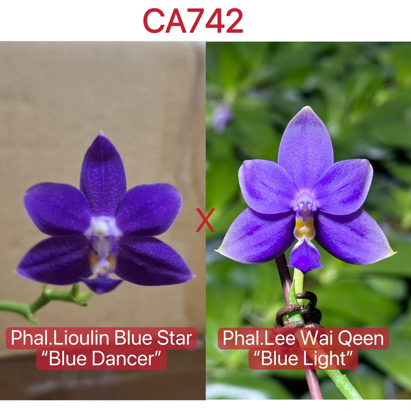 Fragrant Novelty Phalaenopsis Seedlings - For Sale, hybrid of Lioulin Blue Star 'Blue Dancer' and Lee Wai Queen 'Blue Light' with vivid purple blooms.