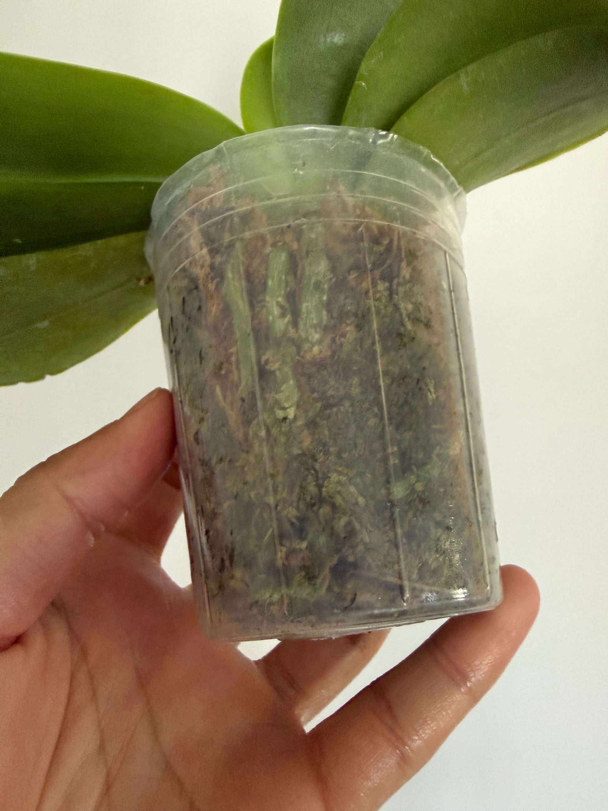 HCorchids