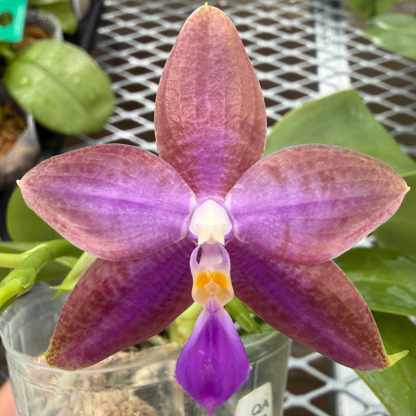Phalaenopsis (Mainshow Sapphire x KS Blue Ludde)