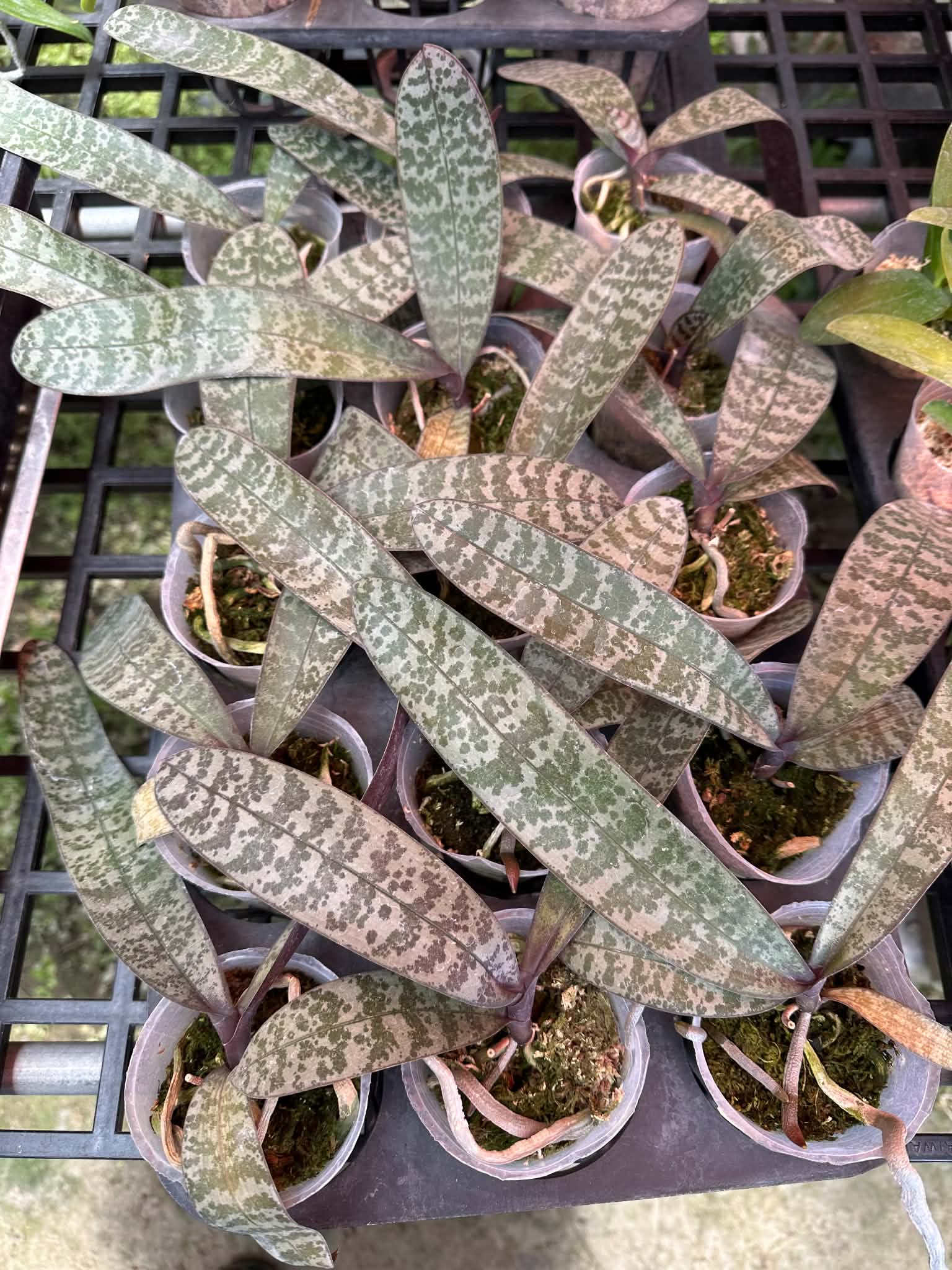 HCorchids