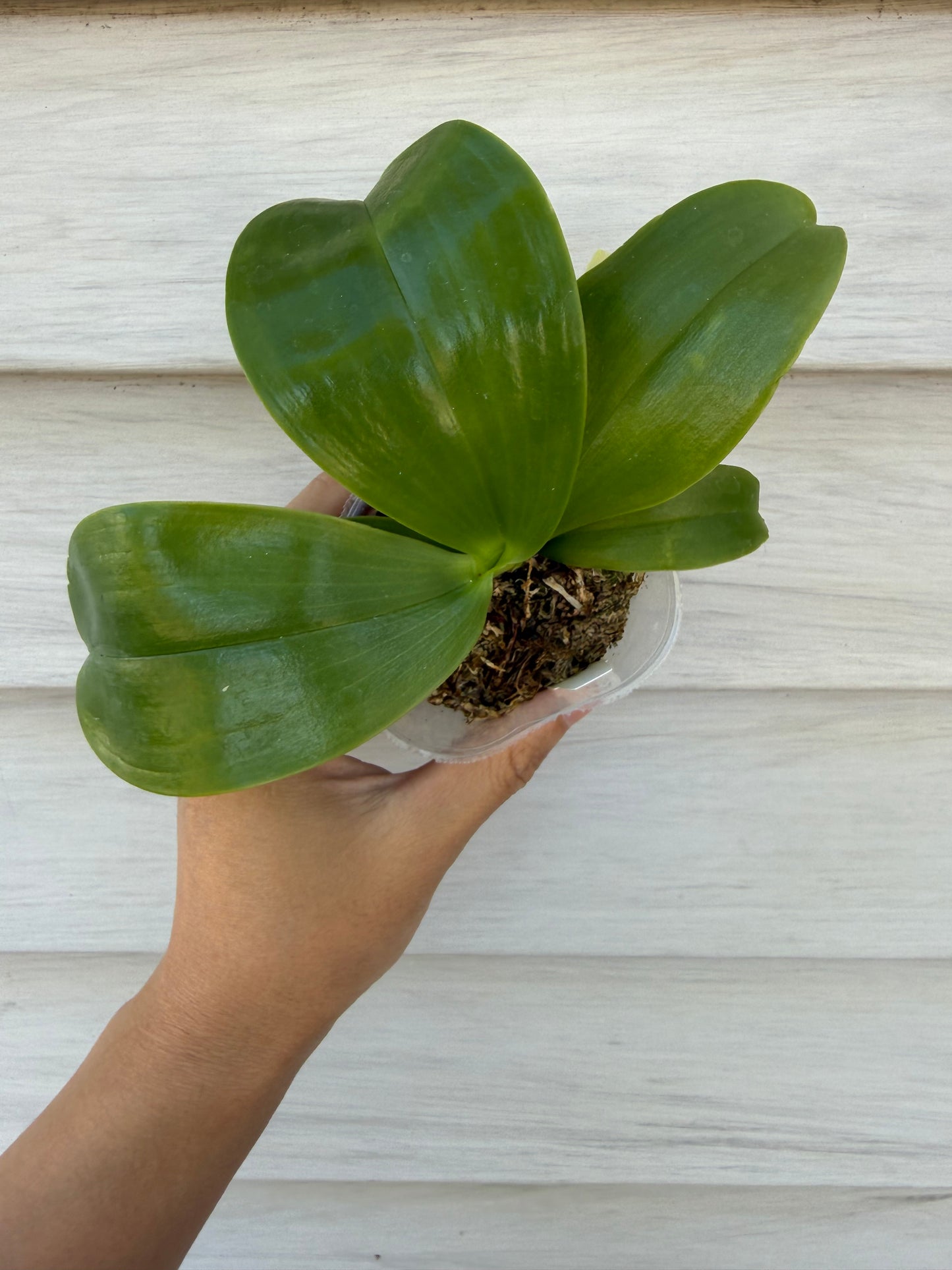 QA115-Phal. Mainshow Magic x Phal. KS Blue Ludde 303