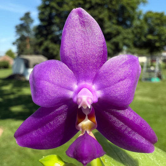 BKH2301-P. (Penang Jewel X (P. Yaphon Super Jaguar x Samera)) "BK"X P. Yaphon Blue Bird