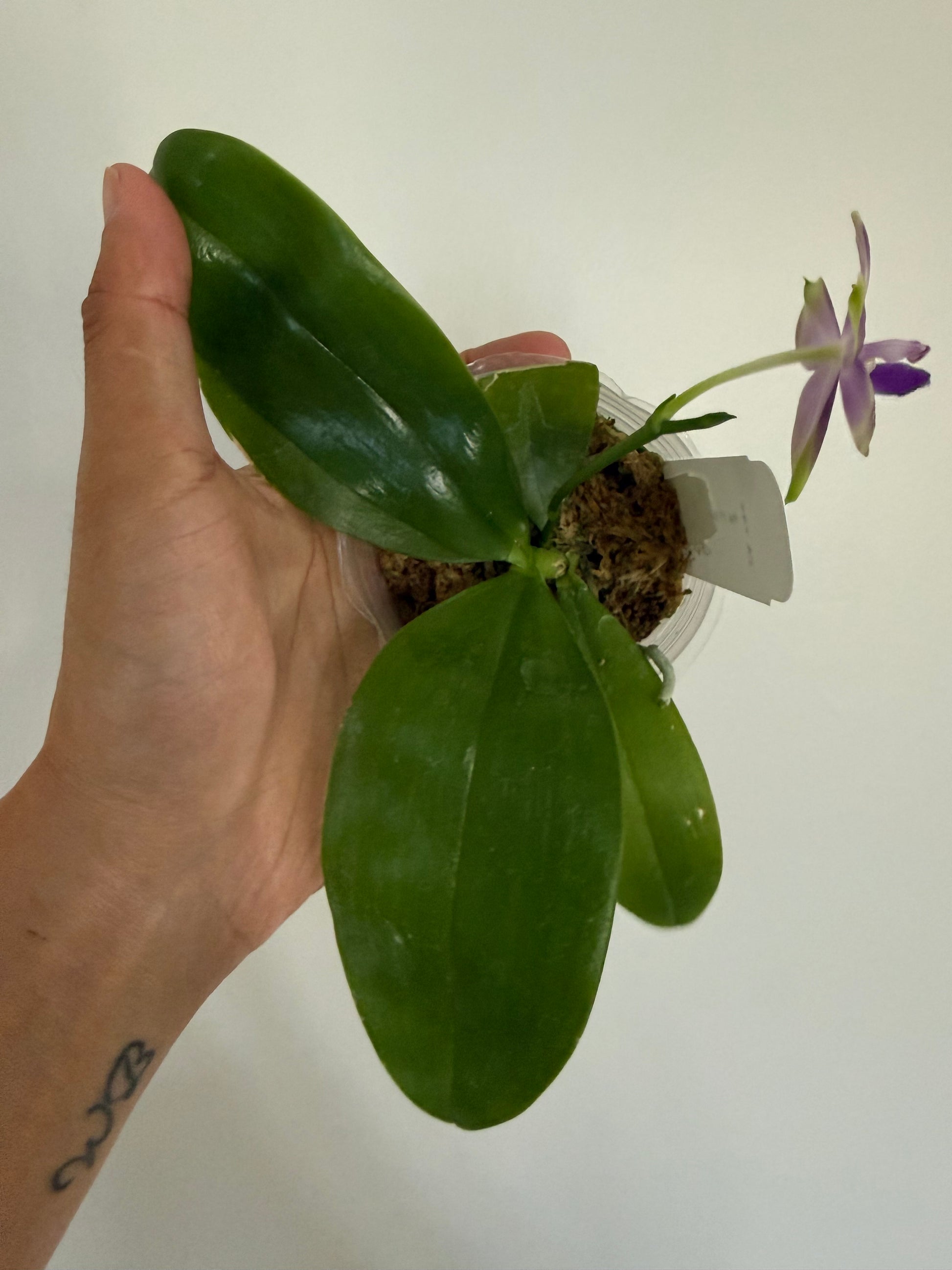 HCorchids