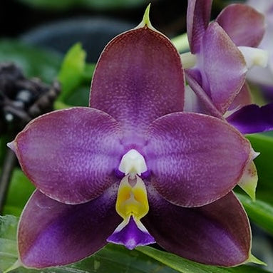 Phalaenopsis Freya’s Blue Origin ‘Grape Purple’
