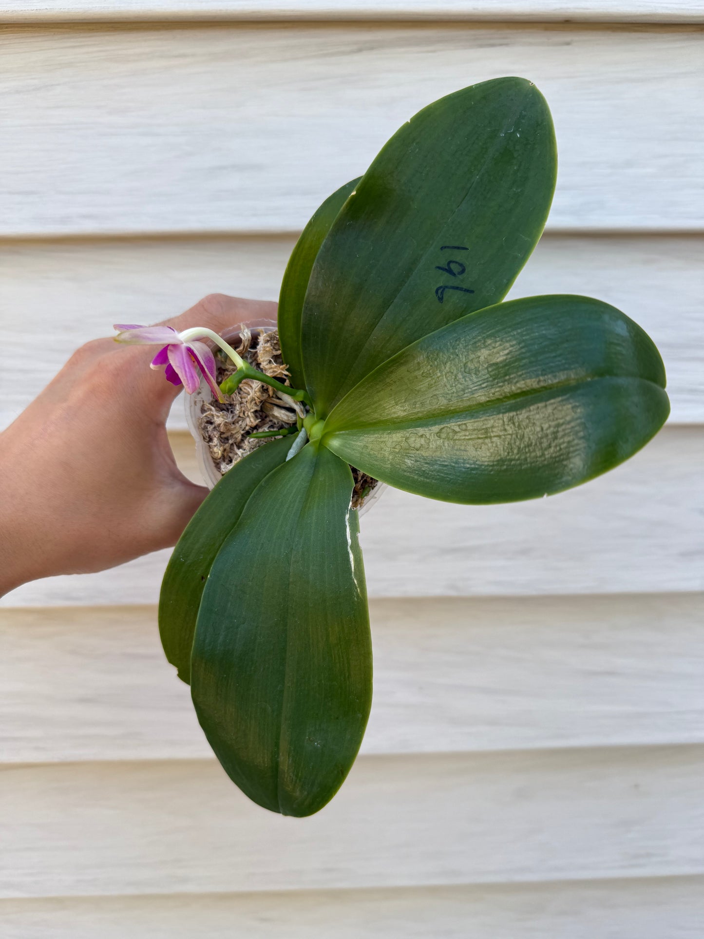 AMM196 - Phal. Mituo Blue Sphinx