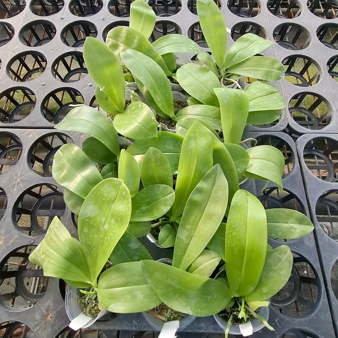 Green orchid leaves in container