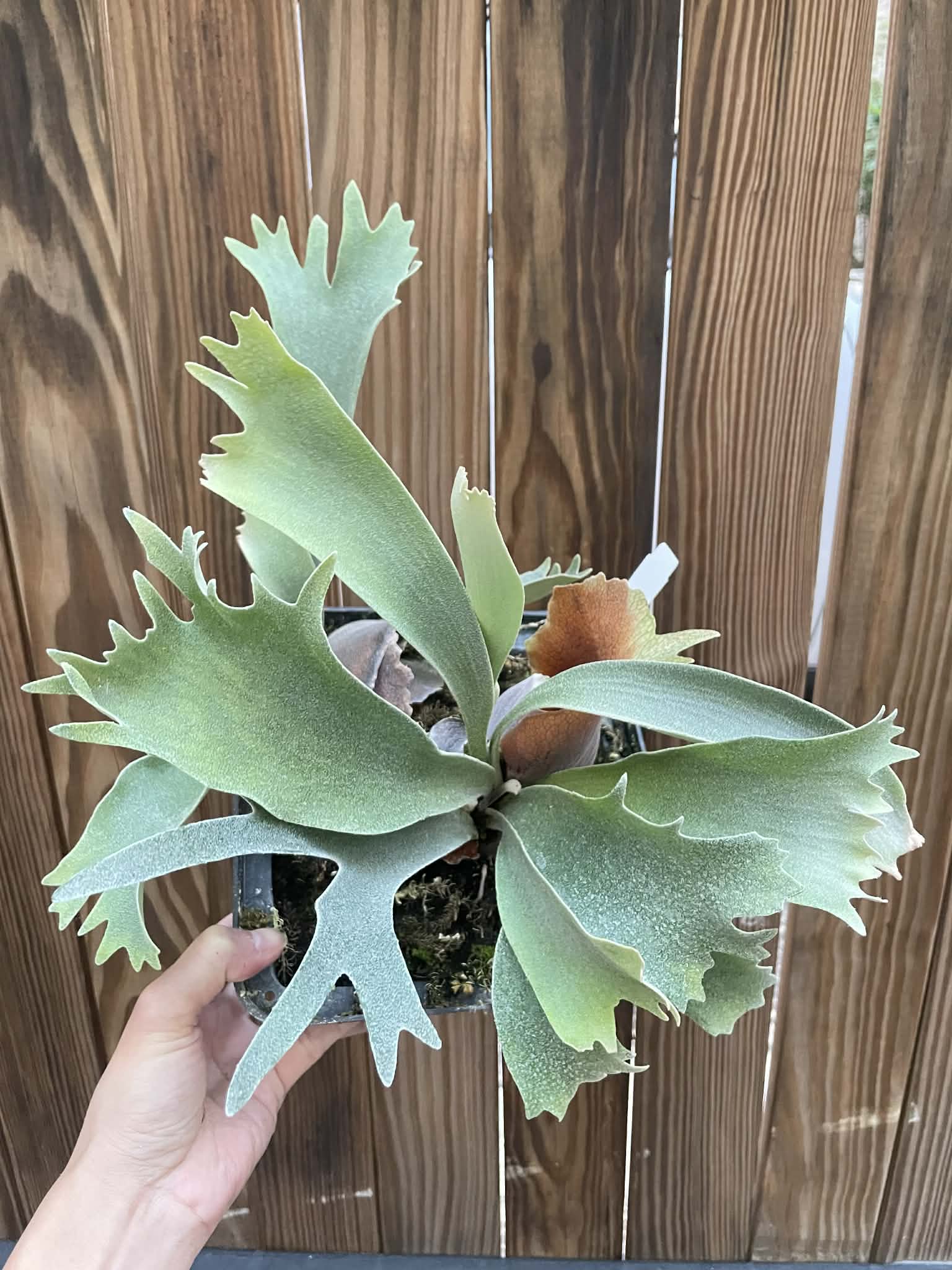 Playtcerium Collection - Collectible Platycerium USA – HCorchids