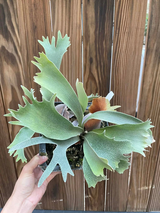 Platycerium White Wing Hybrid Spores for Sale featuring young Willinckii hybrid with velvety green fronds in a small pot, ideal for collectors.