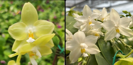Yellow Phalaenopsis orchid flower in bloom