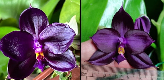 Phalaenopsis Bangkok BKH 1975 ("節節分岔" x "BK#2")