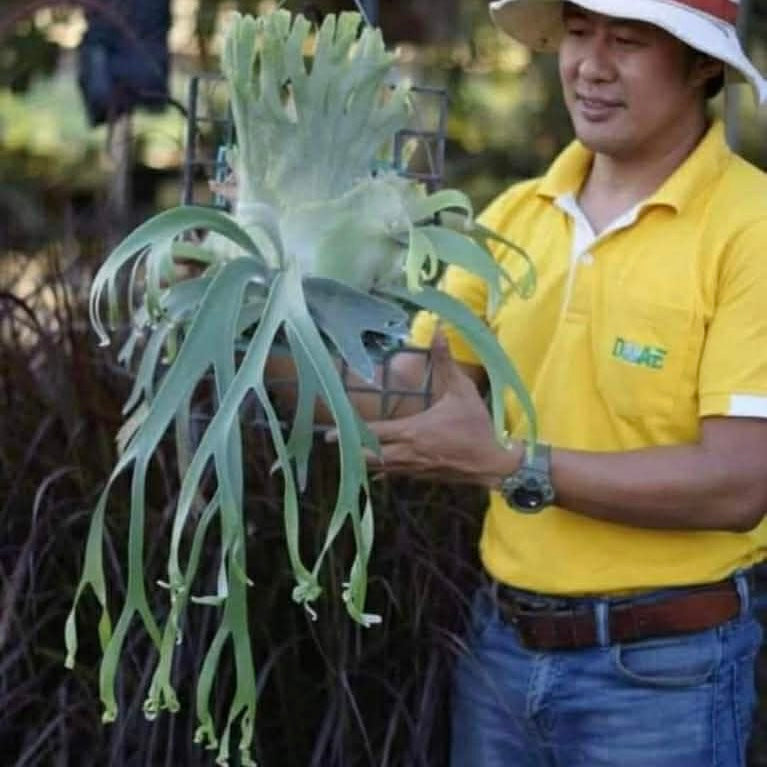 Platycerium Willinckii Pygmaeum x P. Willinckii Wild Cat spore
