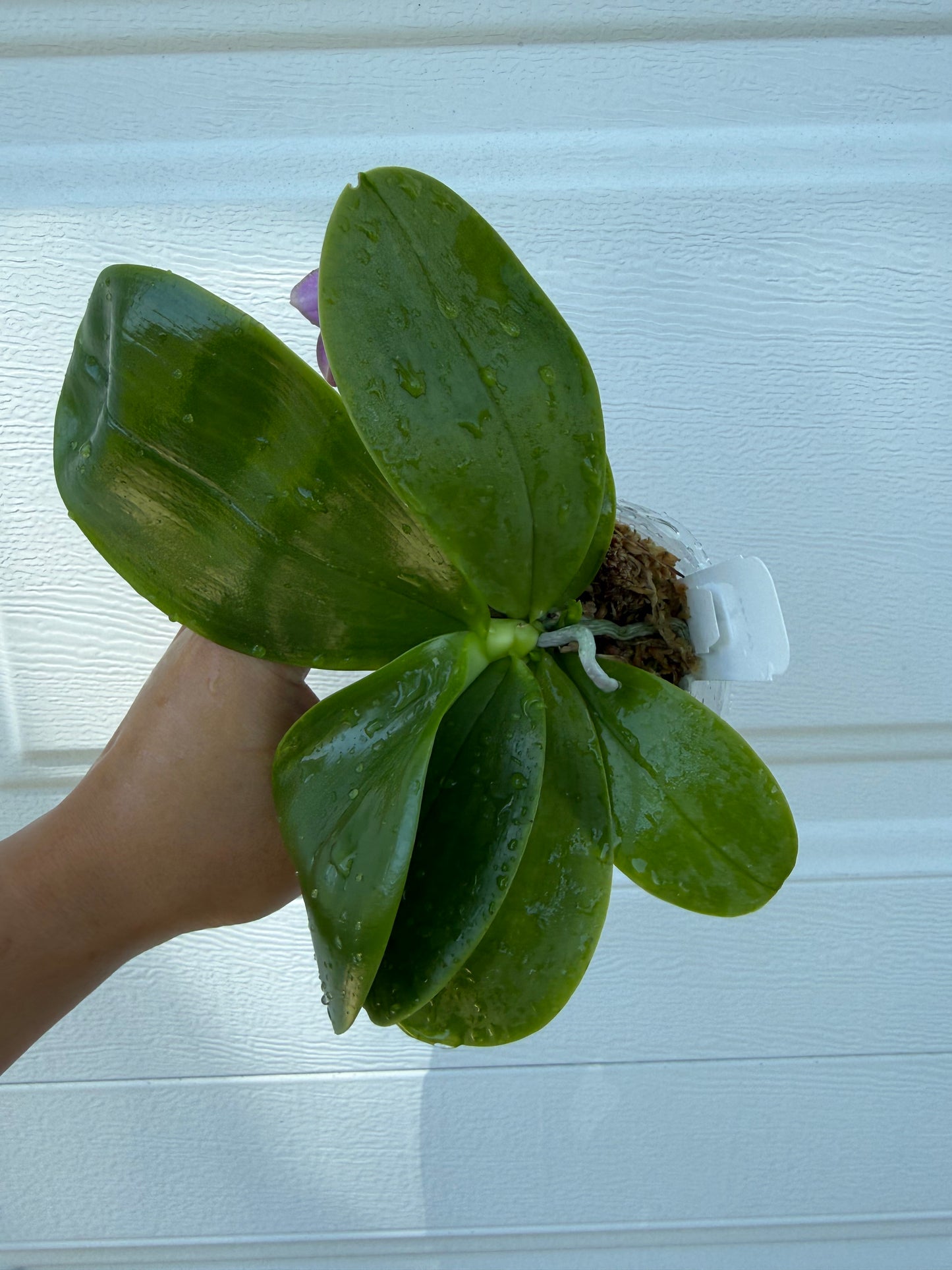 Phalaenopsis (Lucien Purple Lover x Germaine Vincent)