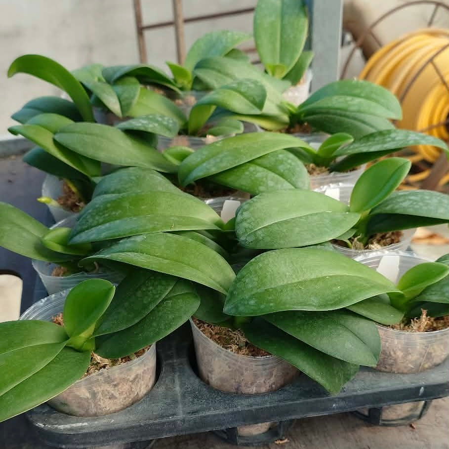 Phalaenopsis Reyoung Ultra Violet '紫鴛'