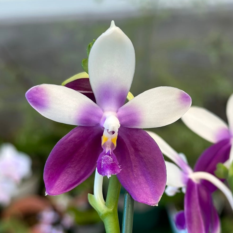 Detailed view of a blooming Phalaenopsis Blue Dolphin orchid highlighting its unique purple and white coloration, sold in 2.5 inch pots.