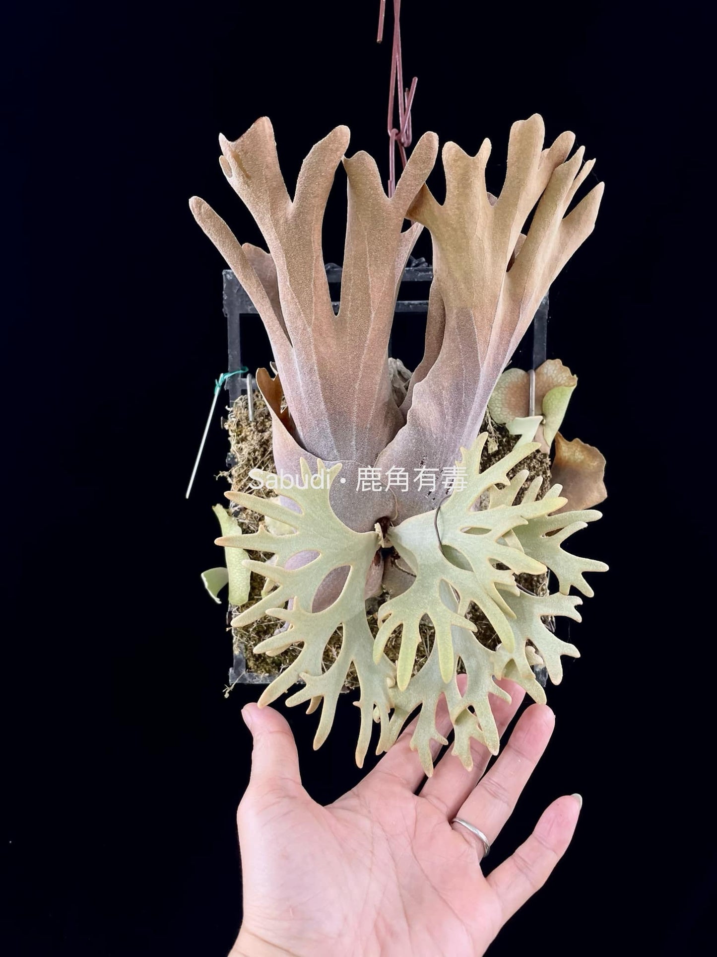 P. Willinckii yellow moon spore “Dwarf select” #31