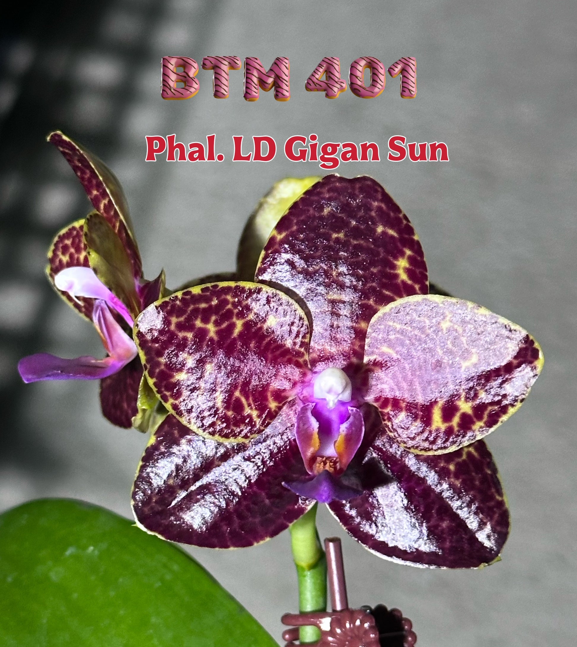 Phalaenopsis LD Gigan Sun orchid in 2.5 inch pot
