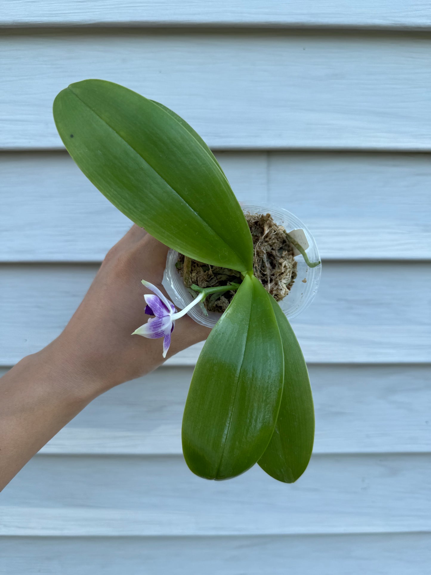 QA117-Phal. Jennifer Palermo X Phal. Mainshow Blue Elf