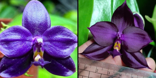 A split-screen close-up of a deep purple orchid flower, with the left panel showing the bloom in detail and the right panel showing the flower held in a hand next to a ruler for scale, against a green leafy background.