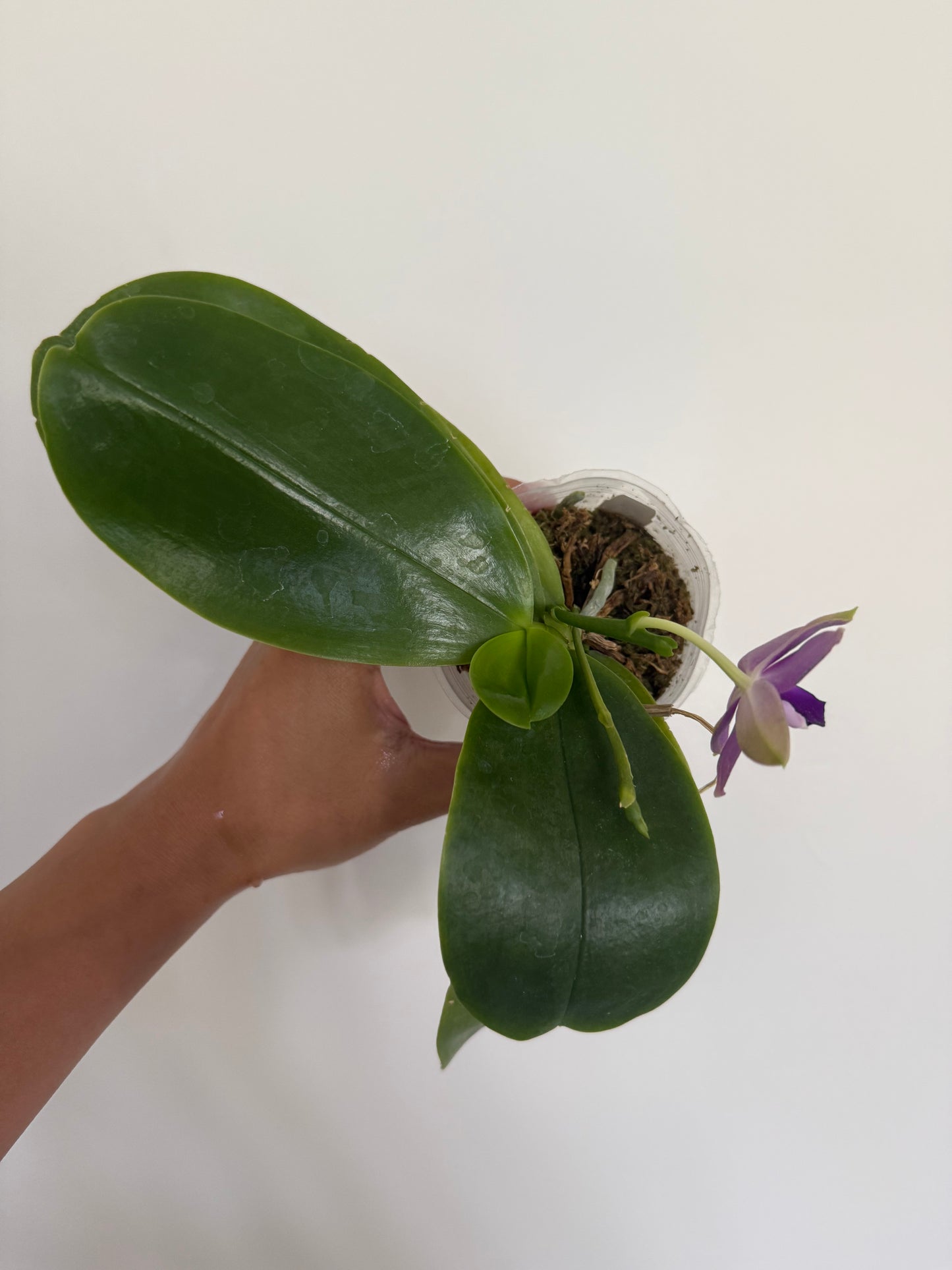 Phalaenopsis (Penang Violence 'Blue' x Germaine Vincent)