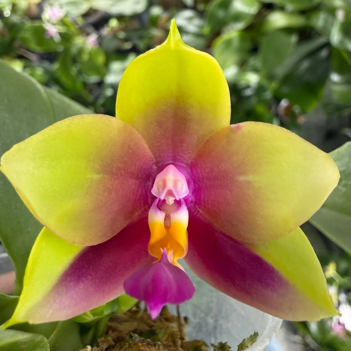 Phalaenopsis (Summer Pretty x Yang Yang Blue Bellina)