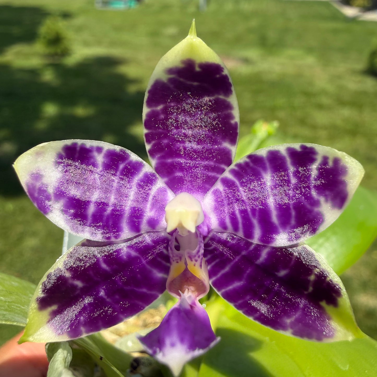 Phalaenopsis (KS Blue Ludde x Mainshow Sapphire)
