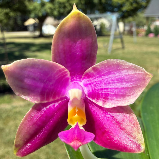 AMM196 - Phal. Mituo Blue Sphinx