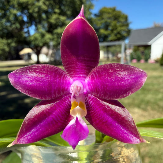 12301 - Phal. Mituo Princess x Phal. KS Blue Ludde
