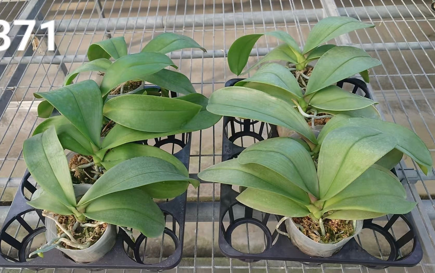 Phalaenopsis seedlings for sale in 2.5-inch pots, healthy green leaves of novelty orchid hybrid ideal for indoor plant collections.