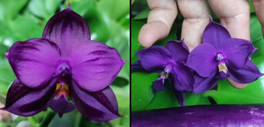 Two images of purple orchids; one close-up, one held by a hand.