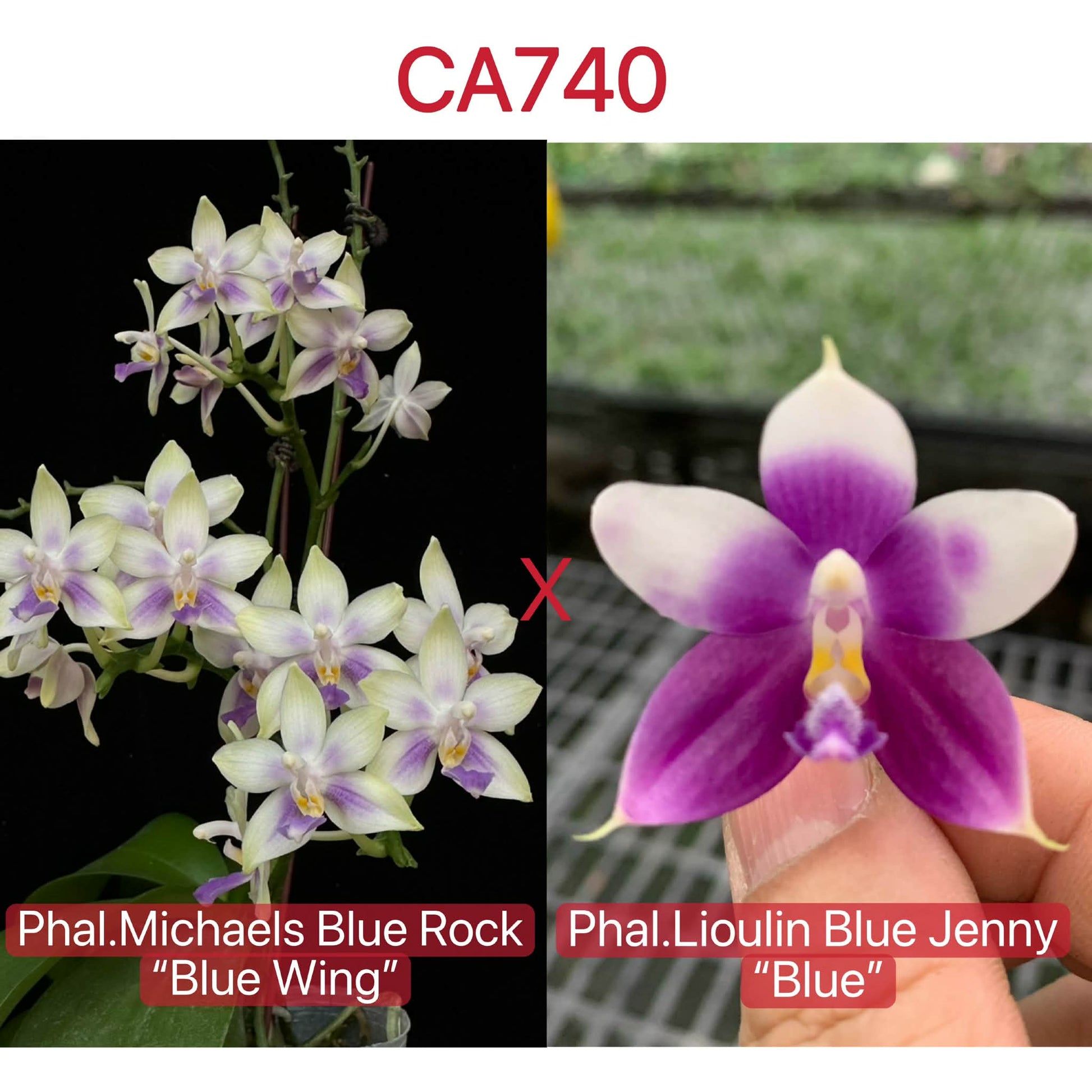 Fragrant Phalaenopsis Orchid Seedlings - Unique Bloom Orchids
