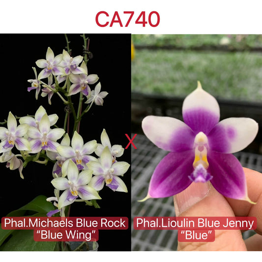 Fragrant Phalaenopsis orchid hybrid 'Michaels Blue Rock x Lioulin Blue Jenny' showing unique purple and white blooms, ideal for novelty orchid collectors.