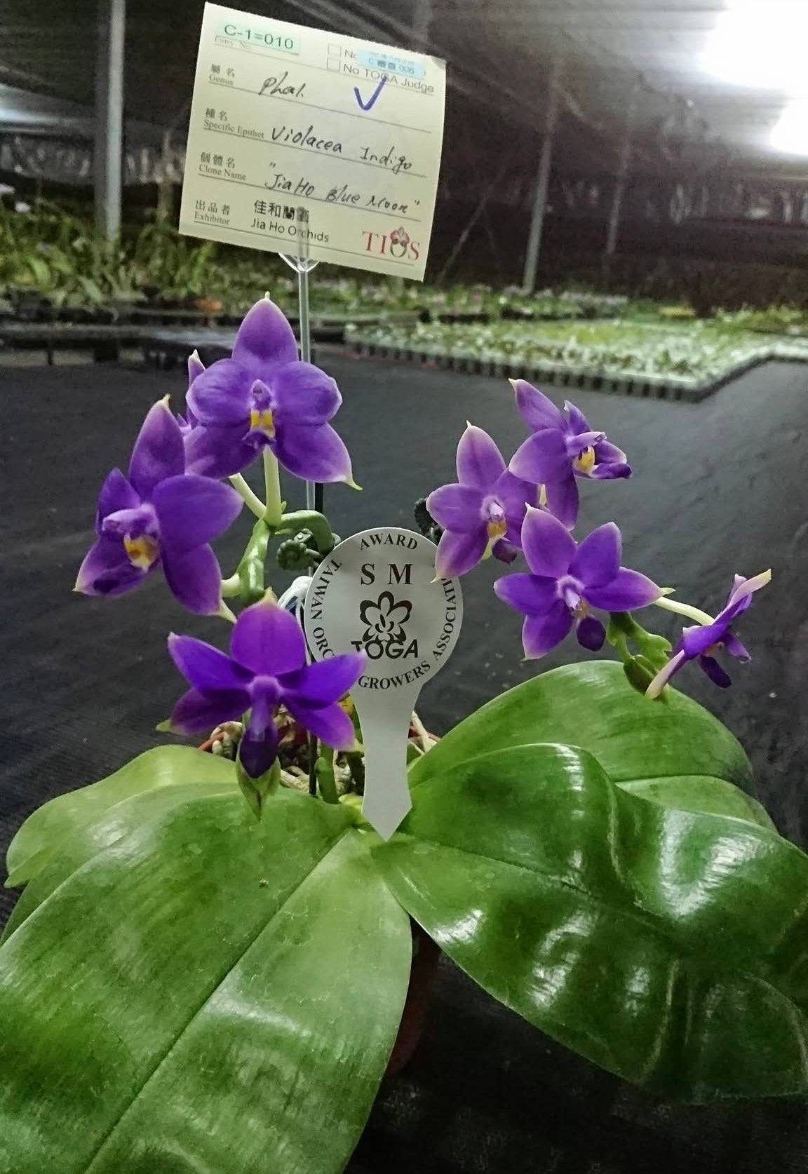 Phalaenopsis violacea indigo ‘Jiaho Blue Moon’ orchid in bloom with vivid blue-purple flowers, shown in a 2.5 inch pot with award tag.