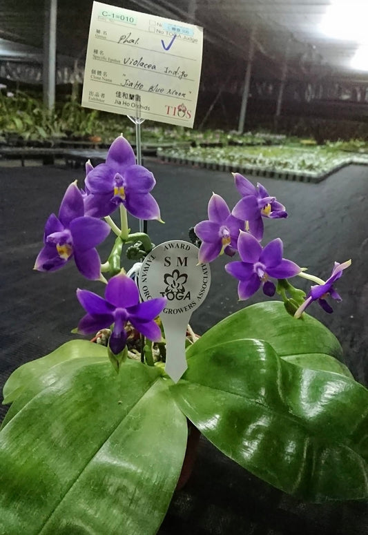 Phalaenopsis violacea indigo ‘Jiaho Blue Moon’ orchid in bloom with vivid blue-purple flowers, shown in a 2.5 inch pot with award tag.