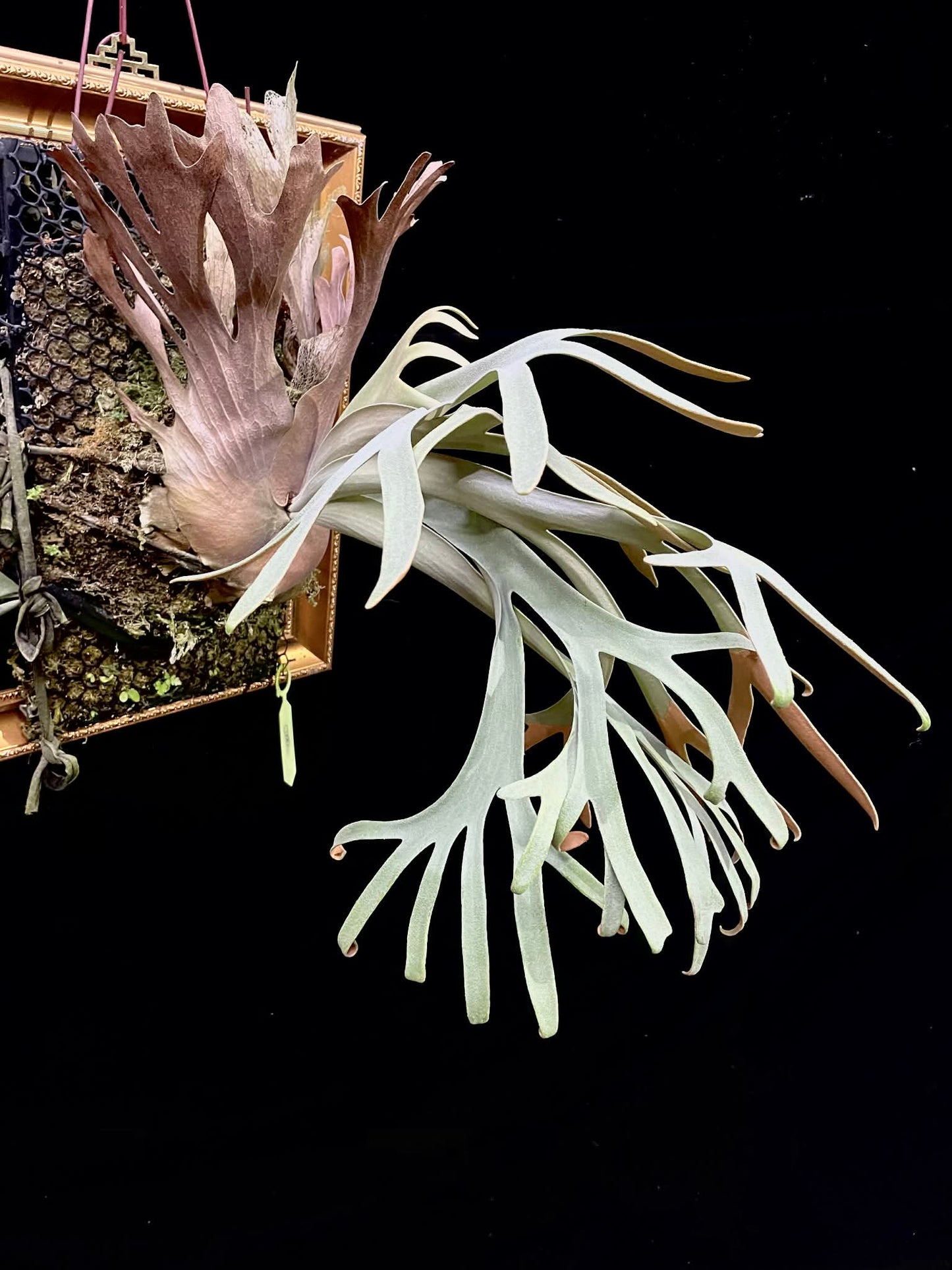 Platycerium Willinckii Wild SBD#33 spore ‘Dwarf Select’