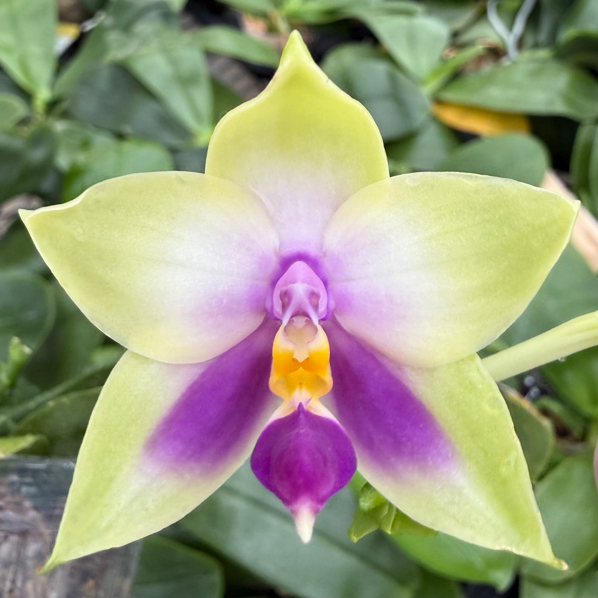 Phalaenopsis bellina coerulea x sib