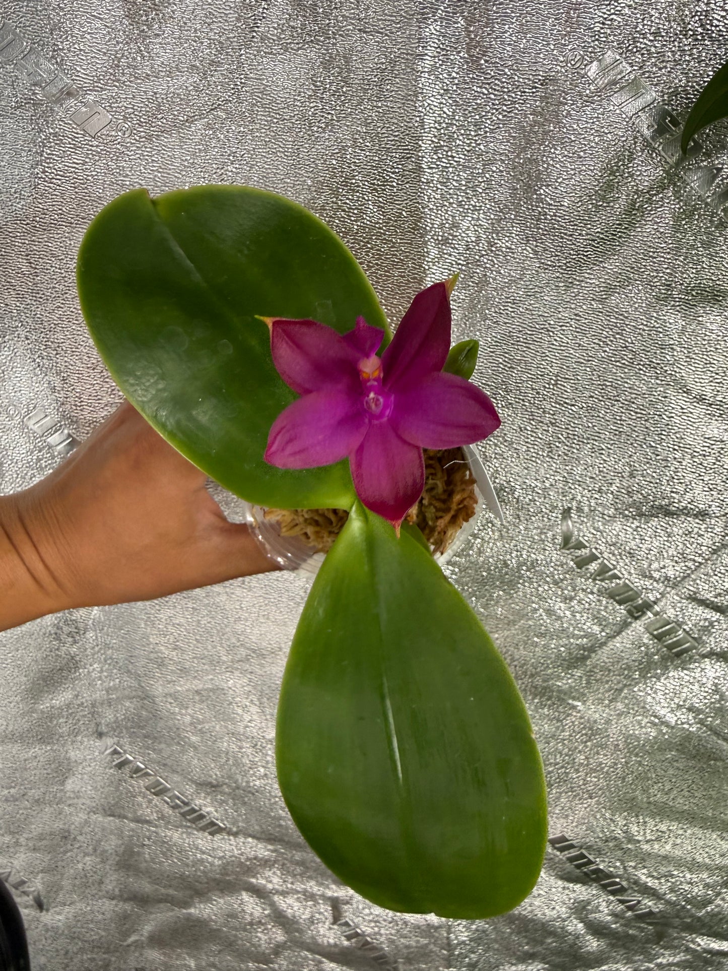 Phalaenopsis (Yaphon Blue Bird x Mituo Reflex Dragon)