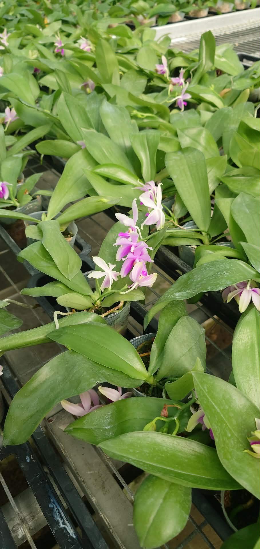 Phalaenopsis (fimbriata x bellina pink) seedlings in 2.5-inch pots with vibrant pink blooms, perfect for home and garden orchid enthusiasts.