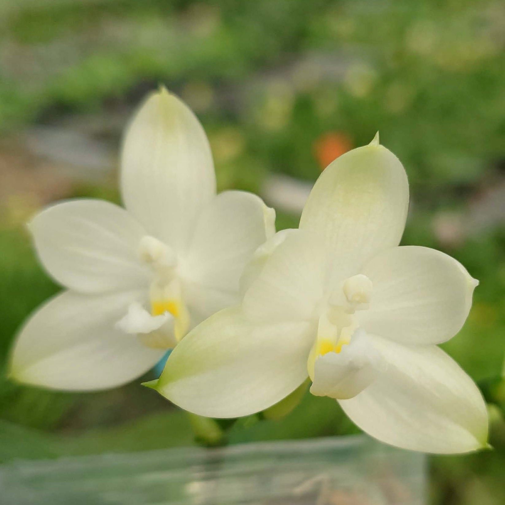 Twin blooms of Phalaenopsis Rainbow Falconer YL107 Orchid from YongLi with soft white petals and yellow centers, suited for indoor plant lovers.