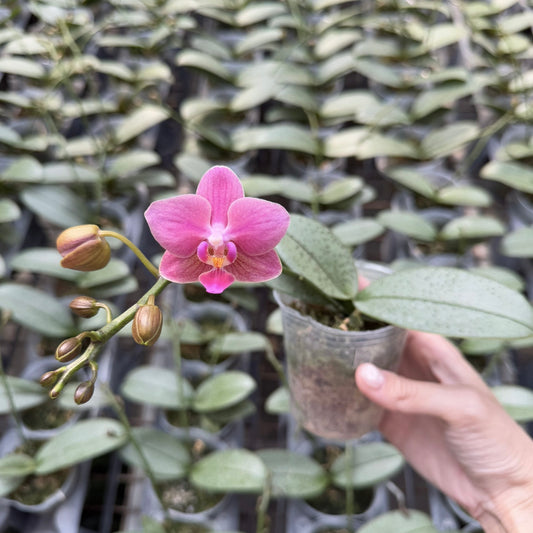 Phal. Slivery and fragrant