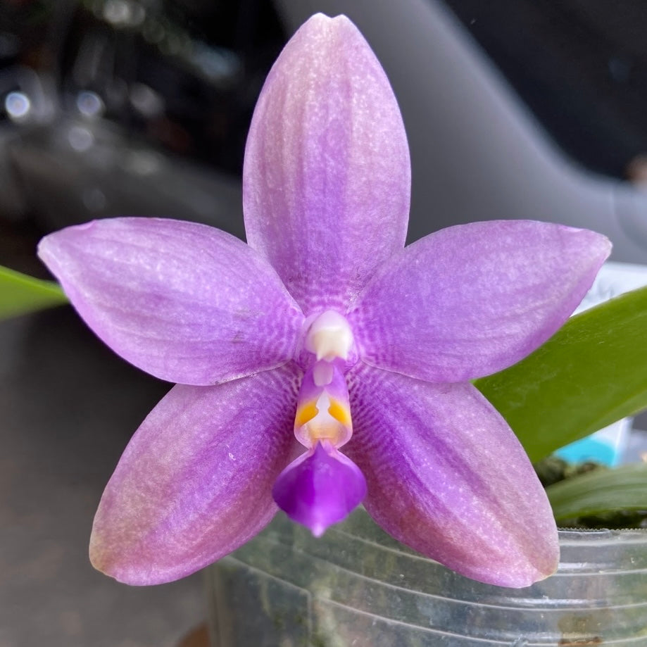 Phal. Smiley Bluebird shinning blue x Mituo Princess 'MO-511'