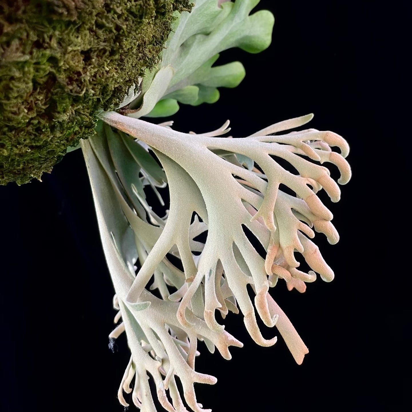 Detailed view of Platycerium Willinckii Pikachu pup’s curled silver fronds. A low-maintenance plant perfect for decorative wall mounts.