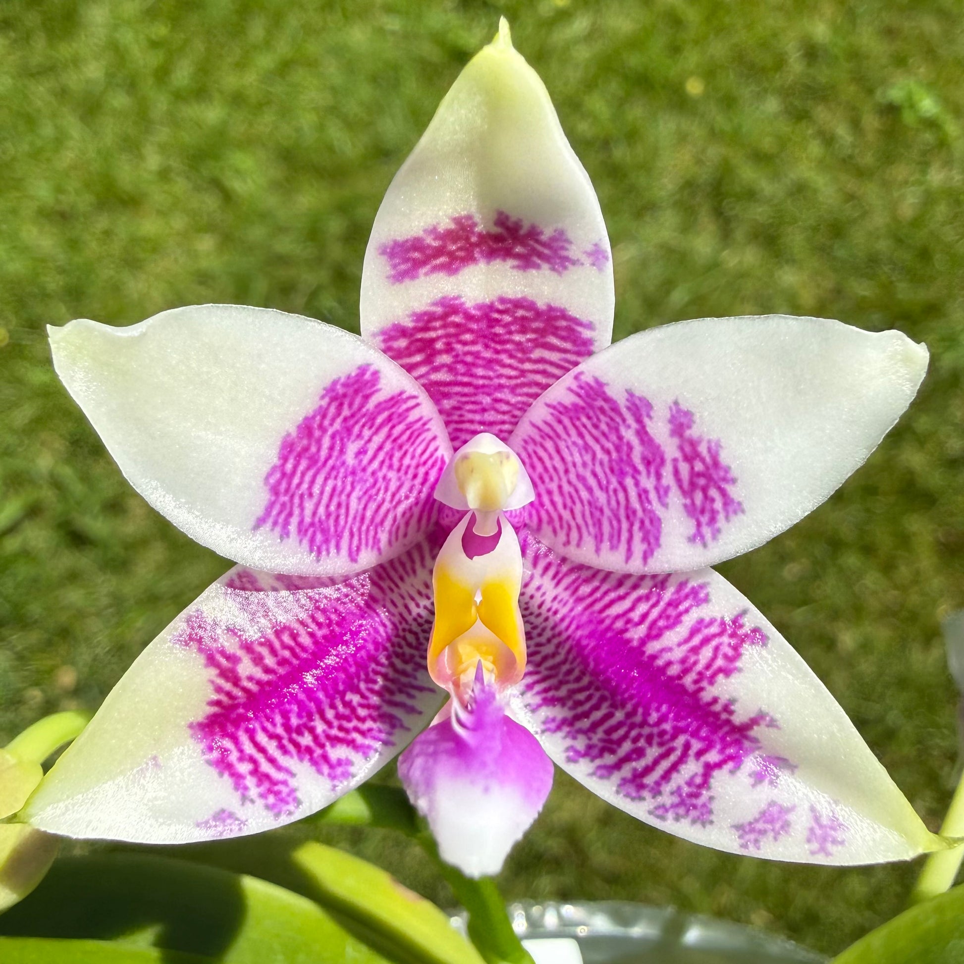 HCorchids
