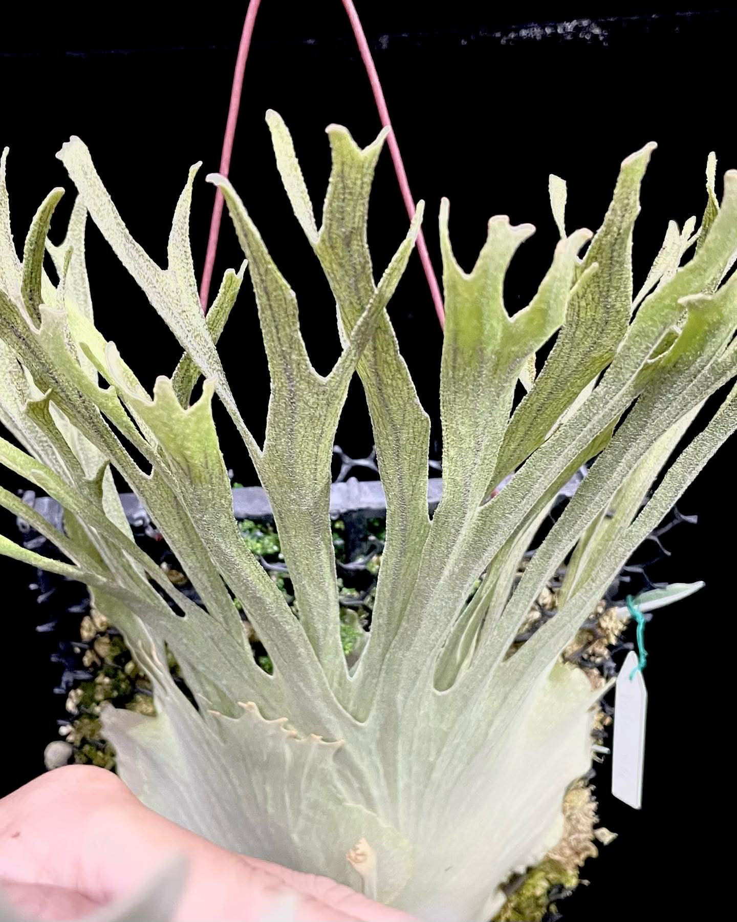 Platycerium Veitchii Wild#7 spore