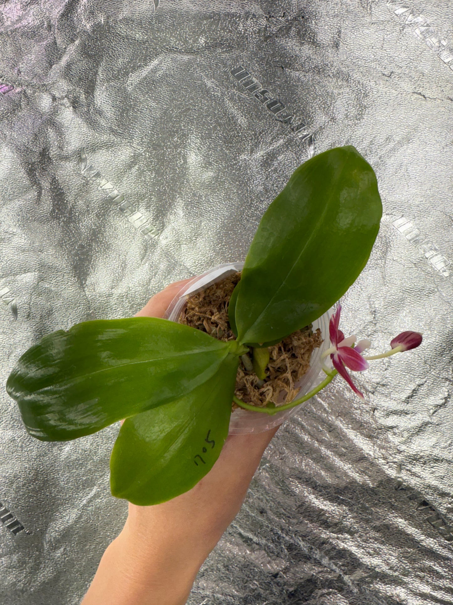 Phal. Lucien Mugato x Phal. tetraspis