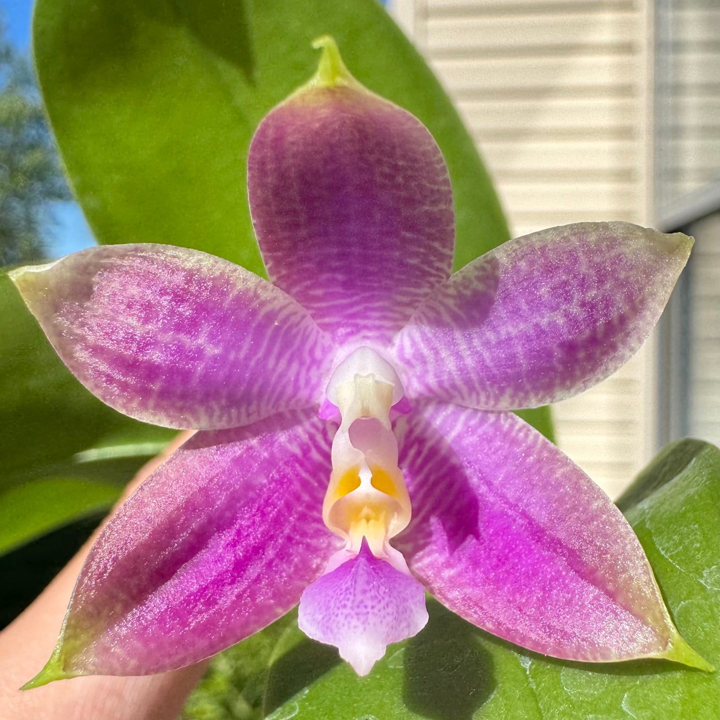 Phal. Mainshow Blue Wave x Phal. Mainshow Blue Tint