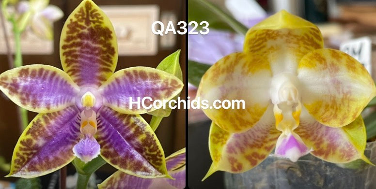 Flask - Phalaenopsis (MS Blue Jewel #1 x MS Happy Tiger #1)