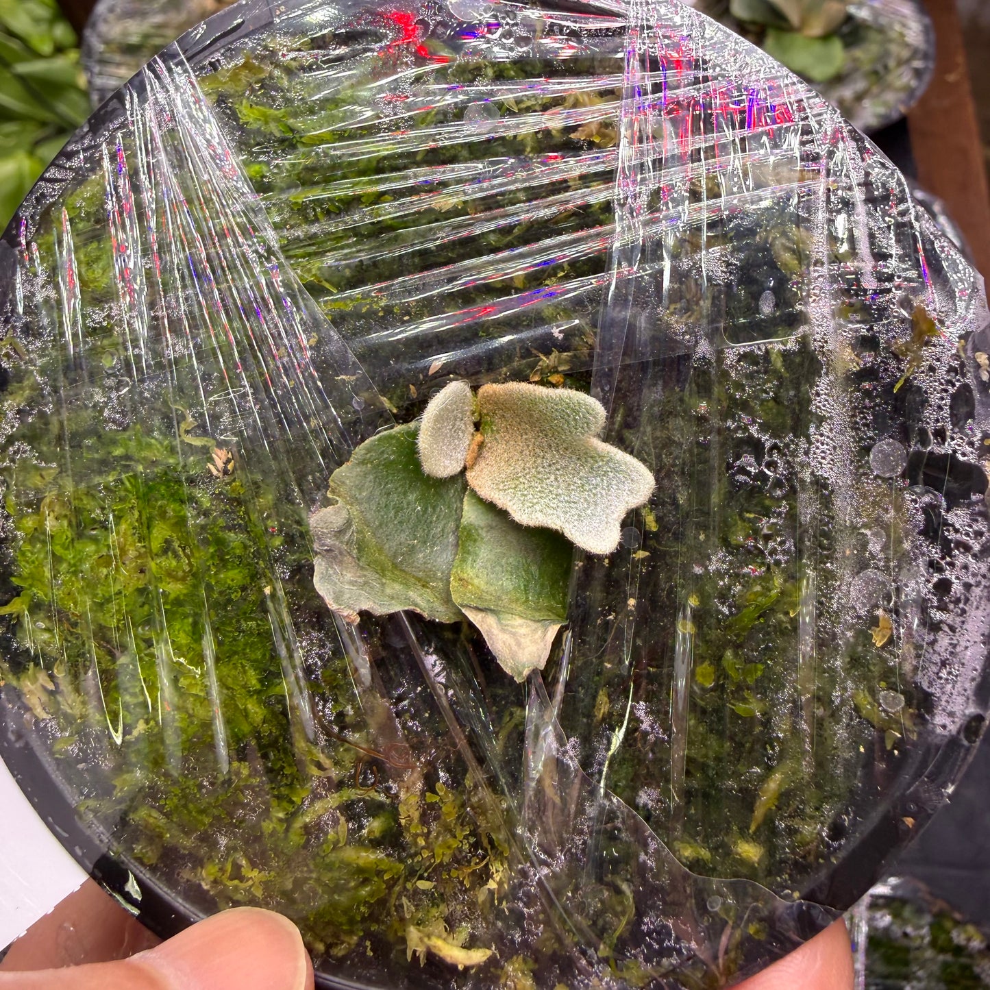 Compact Platycerium Willinckii Mew Spore ‘Dwarf Select’ showing dwarf traits, growing in a sealed container with moss for optimal indoor cultivation.