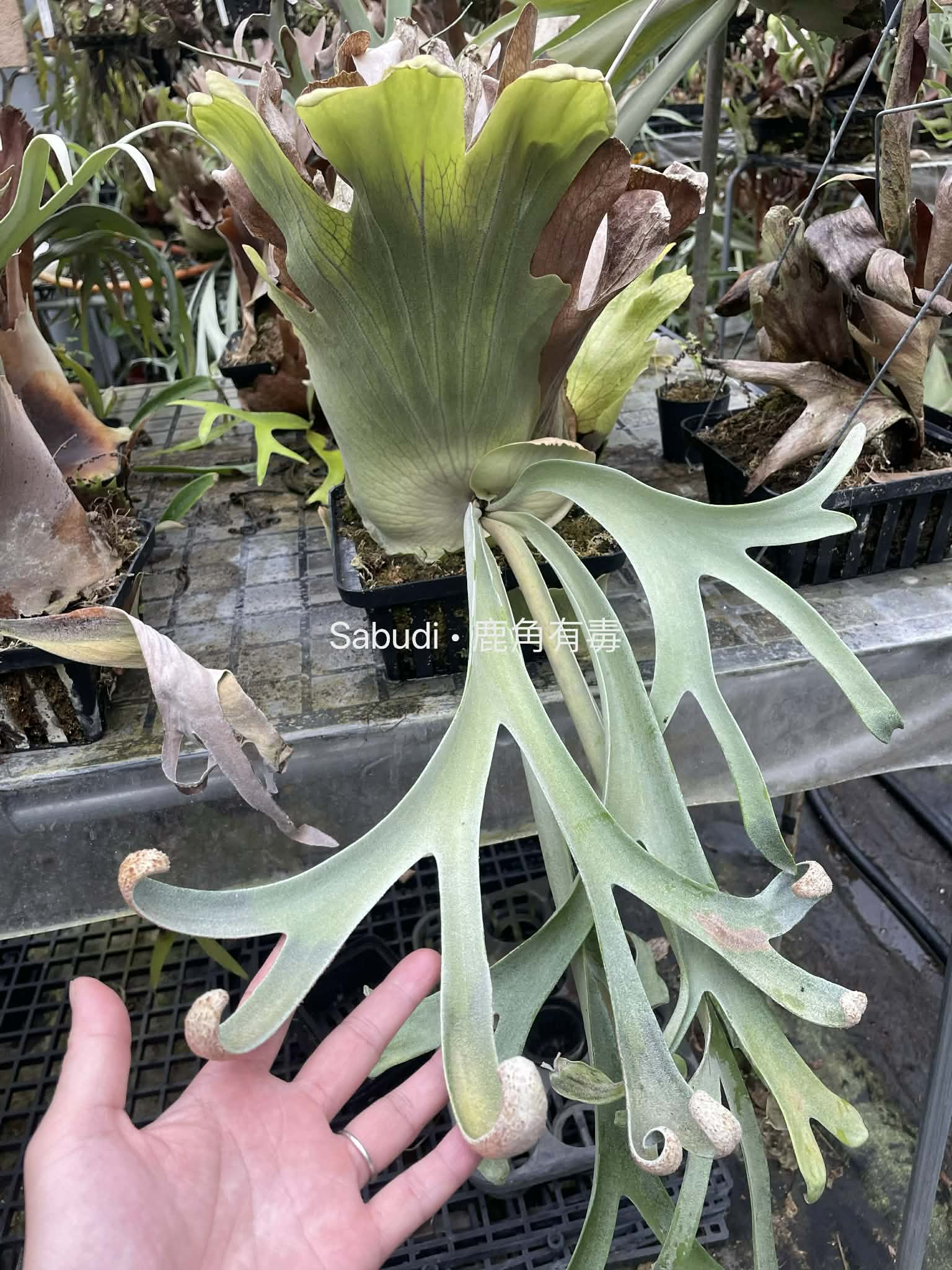 Platycerium Willinckii Wild SBD#11 Spore - Platycerium Willinckii