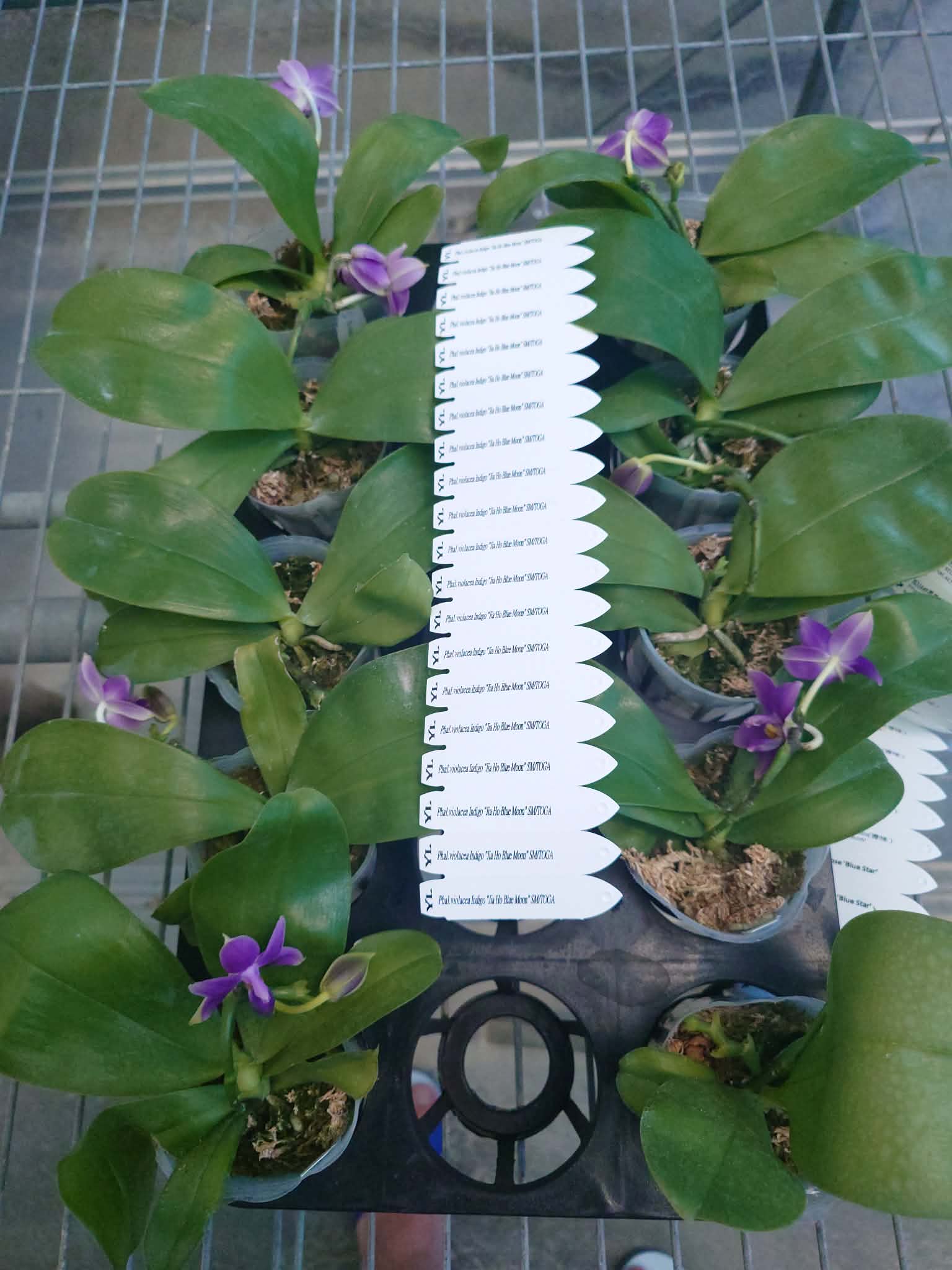 HCorchids